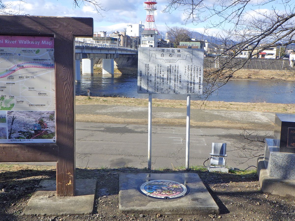 白石川堤の桜並木風景